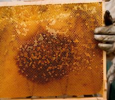 إنتاج حماة من العسل يبلغ 250 طناً من 44 ألف خلية هذا الموسم