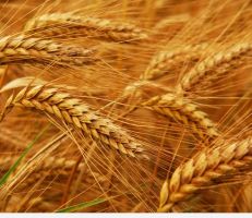 "الزراعة" تأمين كميات كبيرة من الأسمدة وتدعو لزراعة كل شبر من القمح