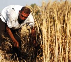 إقبال على زراعة القمح في طرطوس هذا العام .. وتسهيلات من مؤسسة اكثار البذار..