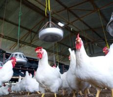 مدير  دواجن اللاذقية: إنتاج 300 طن من الفروج وأكثر من 18 مليون بيضة مائدة منذ بداية العام حتى نهاية الشهر الماضي