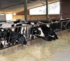مدير الإنتاج الحيواني في وزارة الزراعة: 433 مدجنة مرخصة و 59 مزرعة مرخصة للأبقار في مختلف المحافظات خلال 2020