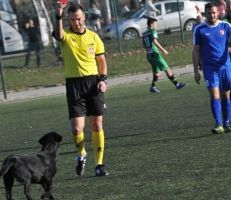 حكم يطرد كلباً من المباراة بالبطاقة الحمراء لتسببه في توقف اللعب