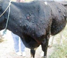 تلقيح الأبقار بالغاب ضد الجدري بلقاح يستخدم لأول مرة