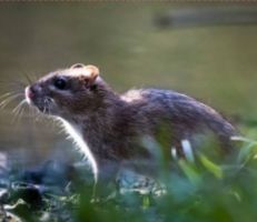 السويداء: انتشار فأر الحقل يثير مخاوف مزارعي القمح والشعير