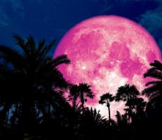 القمر الوردي في ضيافة سورية لأربعة أيام