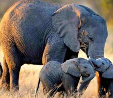 أول دعوى قضائية من فيل ضد حديقة الحيوان في أميركا