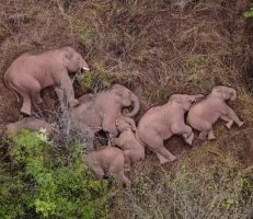 صور لقطيع فيلة تشعل مواقع التواصل الاجتماعي