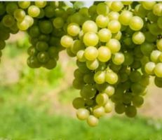 الشركة السورية لتصنيع العنب في السويداء: الأول من أيلول موعد بدء استلام العنب العصيري الأبيض من المزارعين