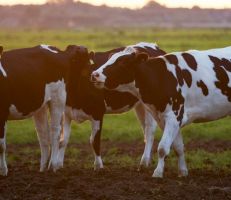 علماء ألمان ينجحون في تدريب الأبقار على استخدام دورات المياه