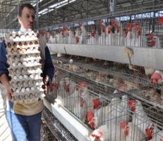 مدير الدواجن يثير تعليقات السوريين بتصريحات عن سعر البيضة الحقيقي!