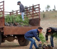 توزيع 1.08 مليون غرسة حراجية مجانية على 217730 عائلة في سورية ضمن مبادرة وزارة الزراعة الشهر الماضي