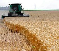 رفع فوائد القروض الزراعية … مدير الزراعة: موسم القمح ضعيف في اللاذقية