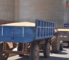 الوزير سالم: تحويل مستحقات مزارعي القمح بعد يوم من تسليم المحصول
