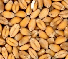 مع تراجع الأسعار .. مصر تُكثّف مشترياتها  المباشرة من القمح دون مناقصات