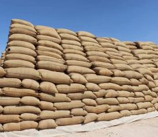 منح السورية للحبوب 50 مليار ليرة لاستكمال تمويل عملية شراء الأقماح