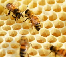 زراعة حمص: إنتاج العسل سجل تراجعاً كبيراً مقارنة بالموسم الماضي