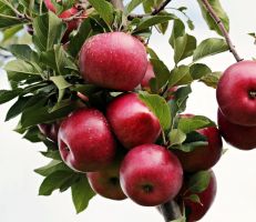 السورية للتجارة تسعى لتسويق التفاح مباشرة من الفلاحين