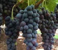 السورية لتصنيع العنب بالسويداء تحدد موعد استلام العنب الأسود