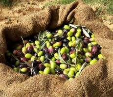 زراعة جبلة: 60 ألف طن تقديرات إنتاج الزيتون للموسم الحالي