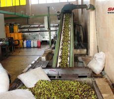 طرطوس: 239 معصرة تستقبل محصول الزيتون وسط تقديرات بإنتاج أكثر من 25 ألف طن زيت