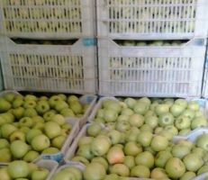 الموافقة على برنامج دعم تصدير مادة التفاح للموسم الحالي