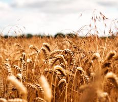 الزراعة توزع نحو 11 ألف طن من القمح المعقم للمحافظات وتدعو الفلاحين لاستلام احتياجاتهم
