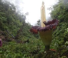 رصد “زهرة الجثة” العملاقة في إندونيسيا (صور)