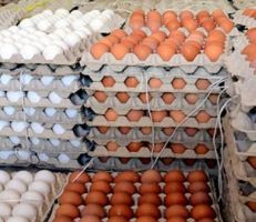 تكلفة كرتونة البيض تقارب الـ 20 ألف ليرة