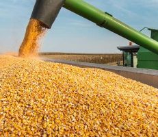 فشل في تسويق محصول الذرة الصفراء ووزارة الزراعة تتنصل من مسؤولياتها