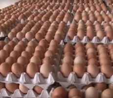"الدواجن" تخطط لإنتاج 135 مليون بيضة في 2023