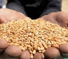 السورية للحبوب:  لا خوف على توافر الطحين وتم استيراد ٤٥٠ ألف طن من القمح الروسي من أصل مليون طن