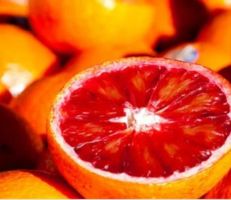 تصدير أول دفعة من البرتقال الماوردي إلى روسيا