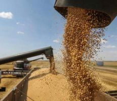 المحصول أكثر من ممتاز..توقعات بإنتاج 3 ملايين طن من القمح في سورية هذا العام