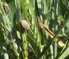 الزراعة تكافح 2743 هكتاراً مصابة بحشرة السونة في حقول القمح