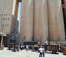 السورية للحبوب: استلام 7 آلاف طن من القمح يومياً في حماة