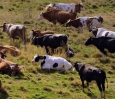 خبير زراعي: البقرة الشامية على "حافة الانقراض" والأزمة أفقدتنا 40% من القطاع