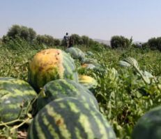 زراعة درعا: تقديرات بإنتاج نحو 90 طناً من البطيخ الأحمر و65 طناً من البطيخ الأصفر في الهكتار الواحد