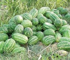 ٤٥ ألف طن إنتاج درعا من البطيخ