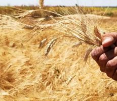 مدير الحبوب: نتوقع أن ننتج من القمح ضعف كمية العام الماضي وسنسد حاجة البلاد التي تبلغ 2.4 مليون طن سنوياً