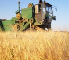 حصاد مساحة 360 ألف هكتار مزروعة بمحصول القمح بالحسكة