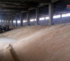 تسويق أكثر من 67 ألف طن من القمح لمراكز استلام الحبوب بحمص