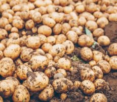 مزارعو درعا يجنون محصول البطاطا وسط تقديرات إنتاج تتجاوز 96 ألف طن