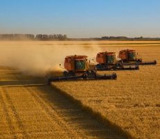 ارتفاع أسعار القمح عالمياً بعد تصاعد الأعمال العدائية في البحر الأسود مجدداً