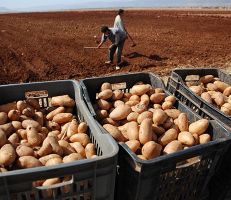 إيقاف تصدير البطاطا حتى الأول من تشرين الثاني