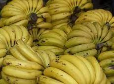 حوالي 40 ألف إنتاج طرطوس من الموز هذا الموسم