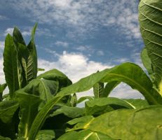 اتحاد فلاحي اللاذقية : توقعات بتراجع زراعة التبغ إلى 50% العام القادم ويجب أن لا يقل سعر الكيلو الواحد عن ال 15 ألف