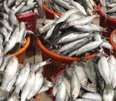 الشؤون الصحية بمحافظة دمشق : ارتفاع أسعار السمك البحري سببه الأحوال الجوية