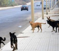 دير الزور : حملة لمكافحة الكلاب الشاردة بداية الاسبوع المقبل