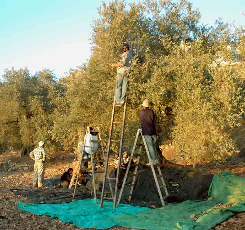 مقترحات خلبية لتحسين انتاج الزيتون في محافظة طرطوس هذا العام