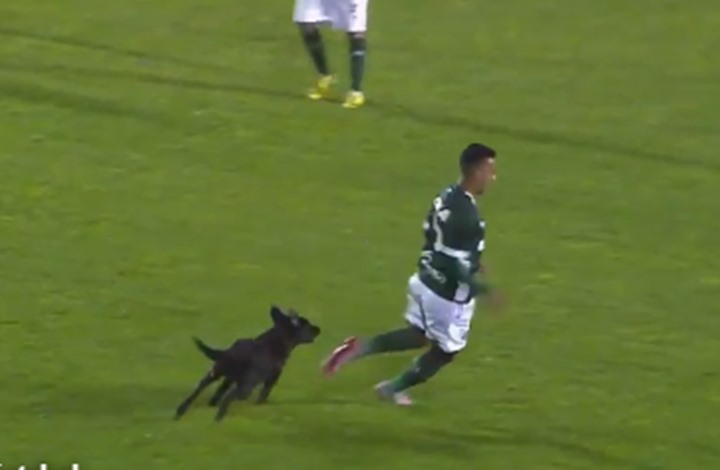كلب يقتحم الملعب وينقذ فريق أرجنتيني من هدف محقق "فيديو"